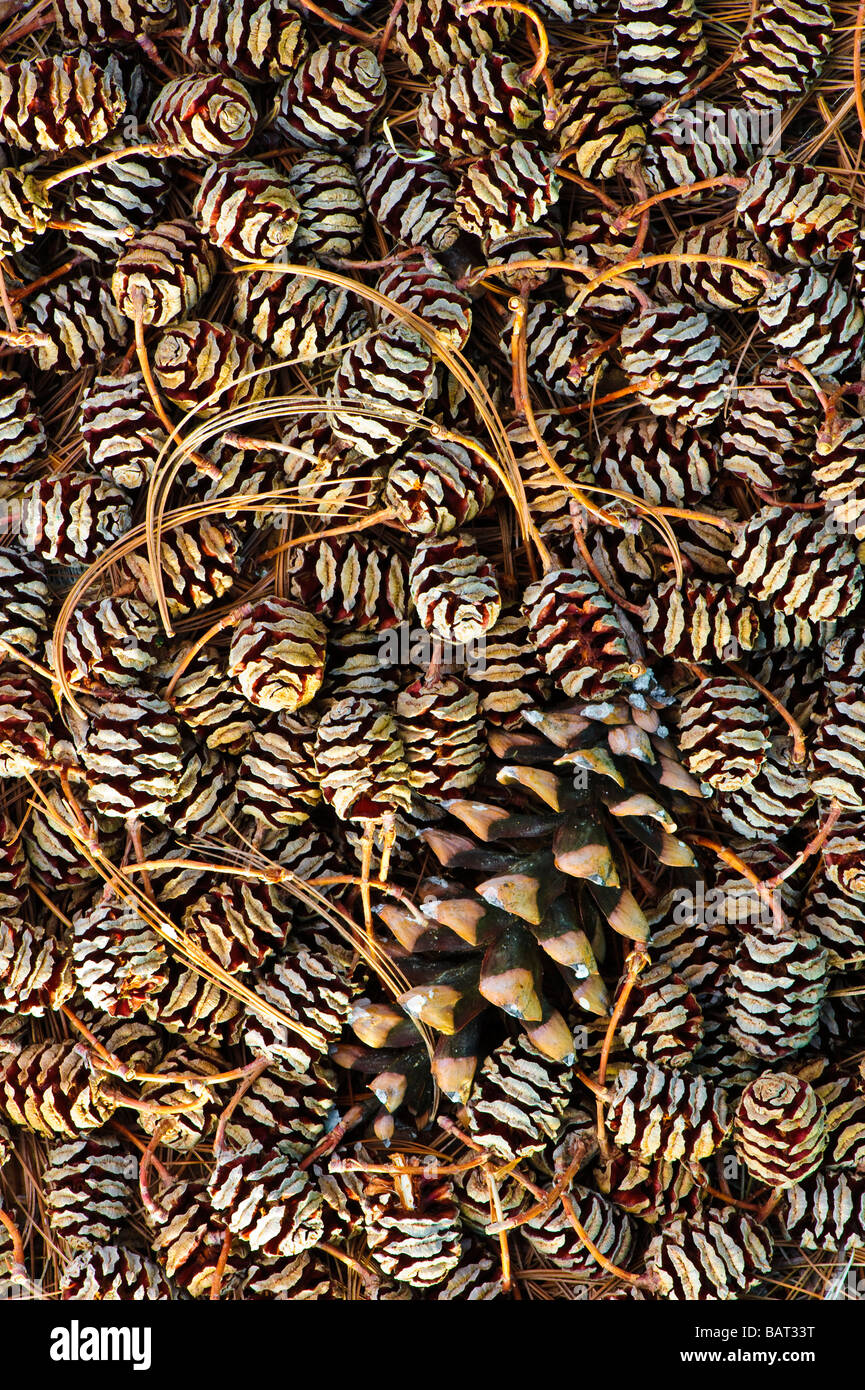 Dawn Redwood weiblichen Zapfen (Metasequoia) mit einzelnen weißen Tannenzapfen bilden ein grafisches Muster. Stockfoto