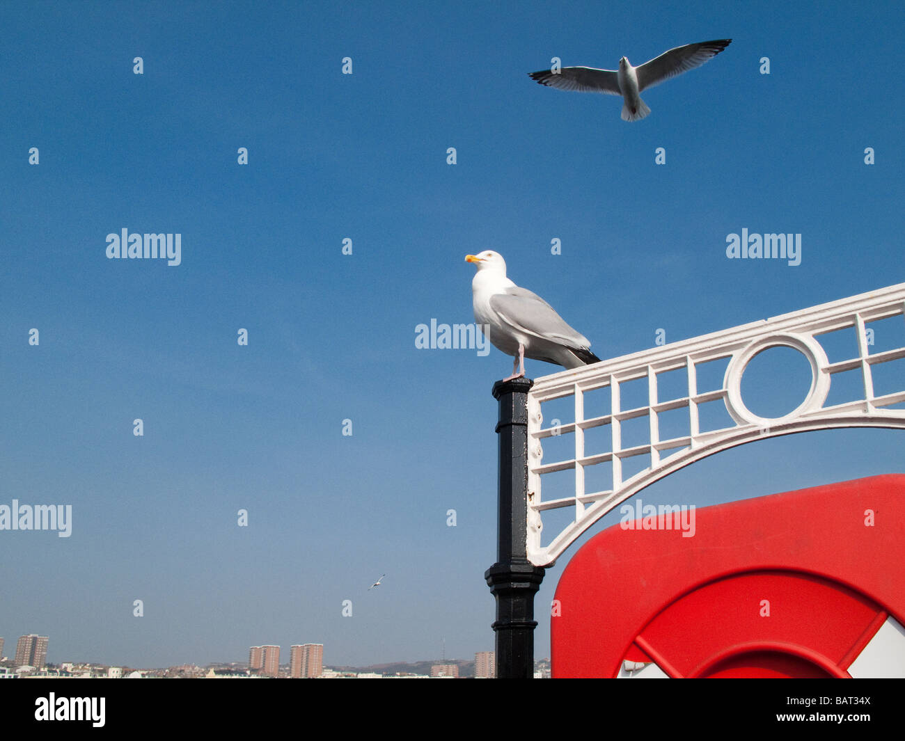 Möwen Brighton England Stockfoto