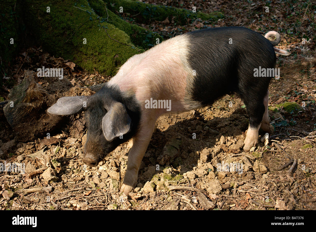 Freilandhaltung-Schwein, Schwein. Stockfoto