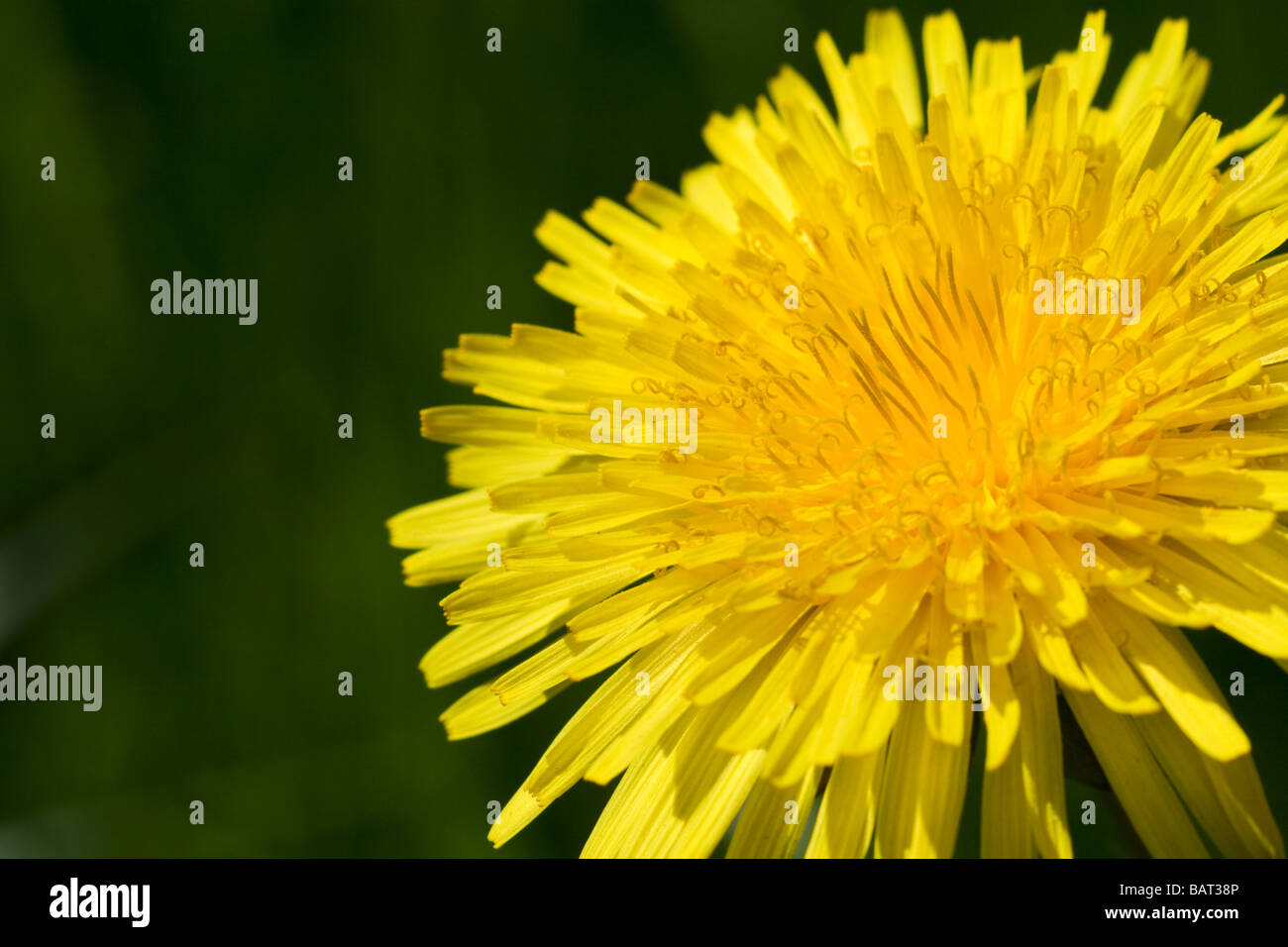 Löwenzahn Blüte Stockfoto