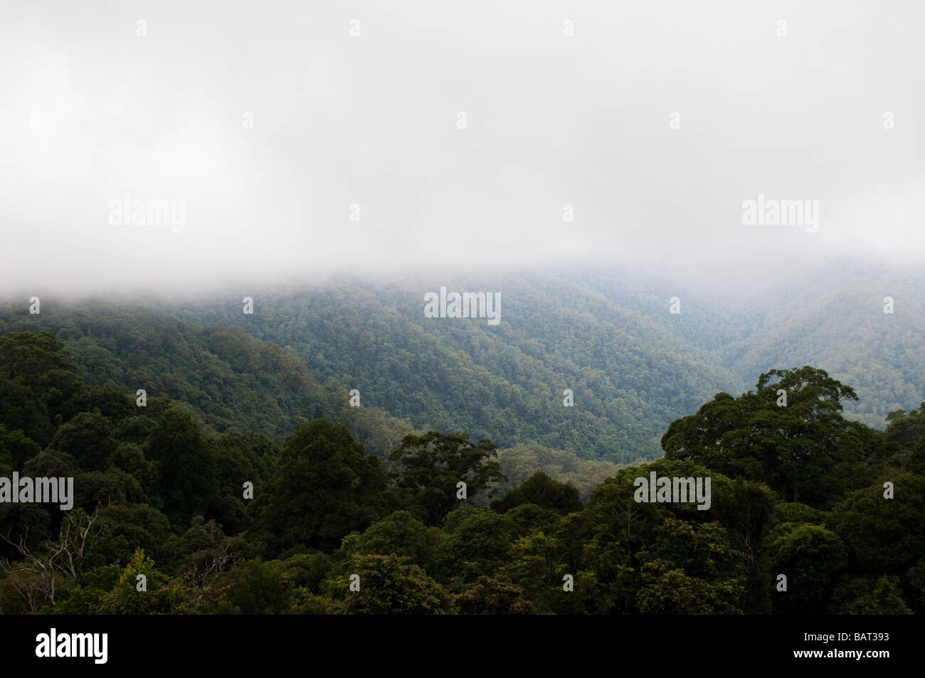 Baldachin von Regenwald Bäume Dorrigo National Park NSW Australia Stockfoto
