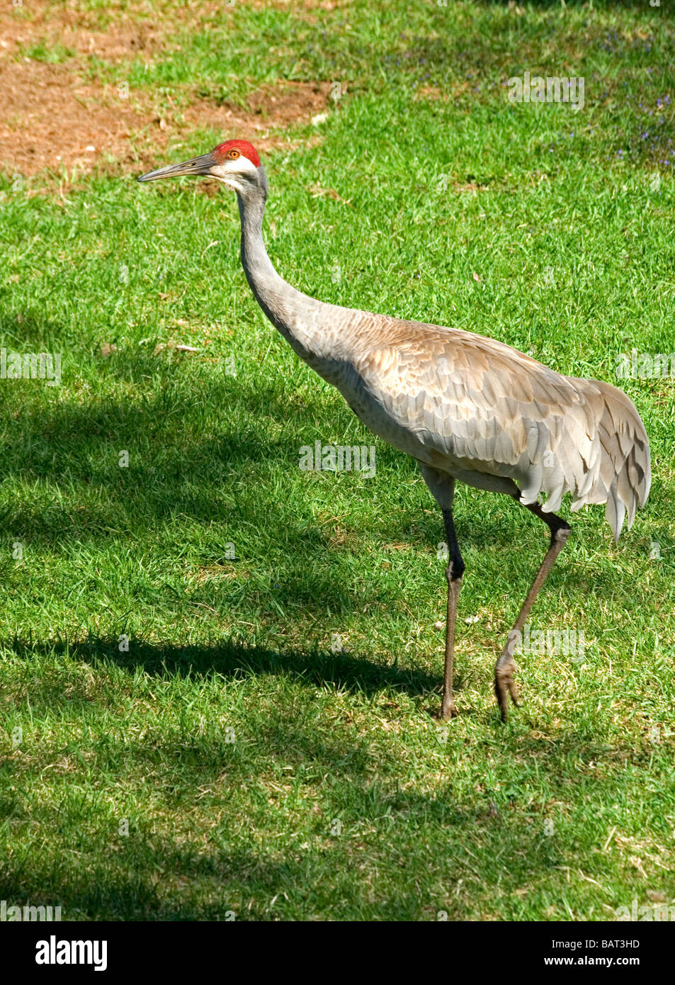 Sandhill Kran Grus canadensis Stockfoto