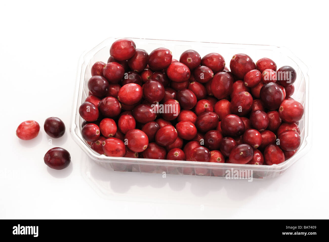 Cranberries (Vaccinium Macrocarpon) in Kunststoff-Box, erhöhten Blick Stockfoto