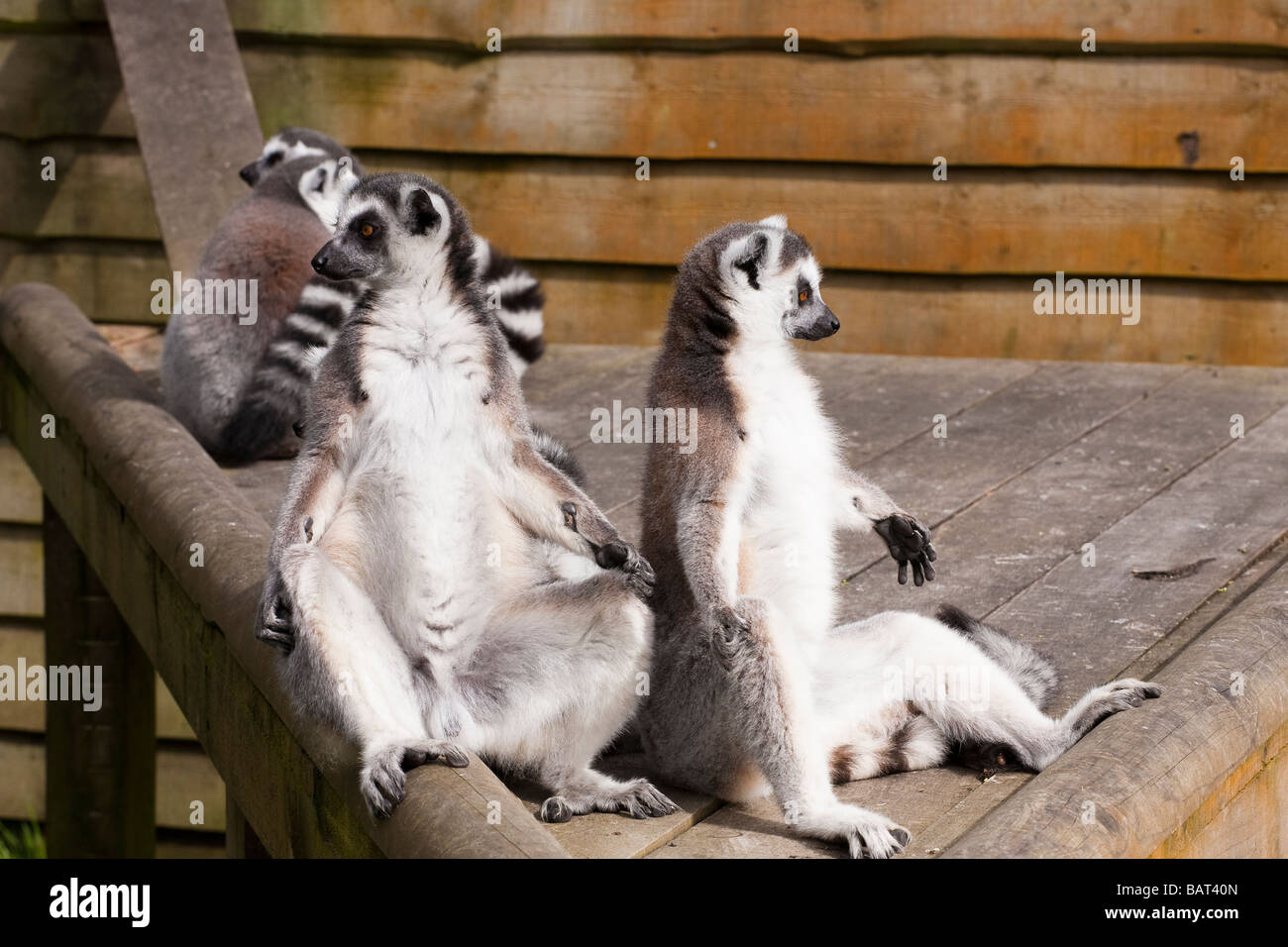 Ring Tailed Lemuren, Blair Drummond Safari Park, Stirling, Schottland Stockfoto
