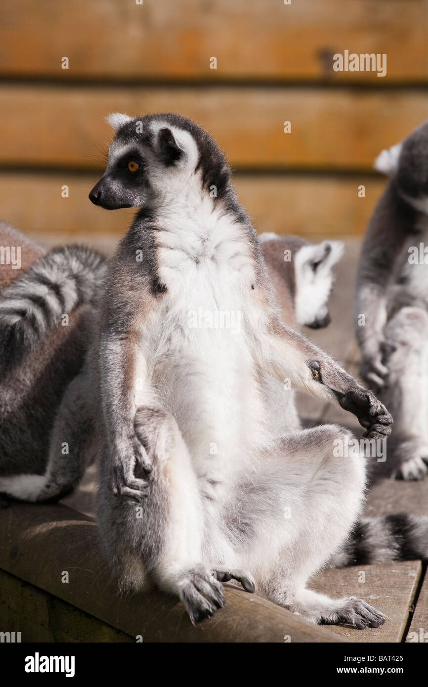 Ring Tailed Lemuren, Blair Drummond Safari Park, Stirling, Schottland Stockfoto