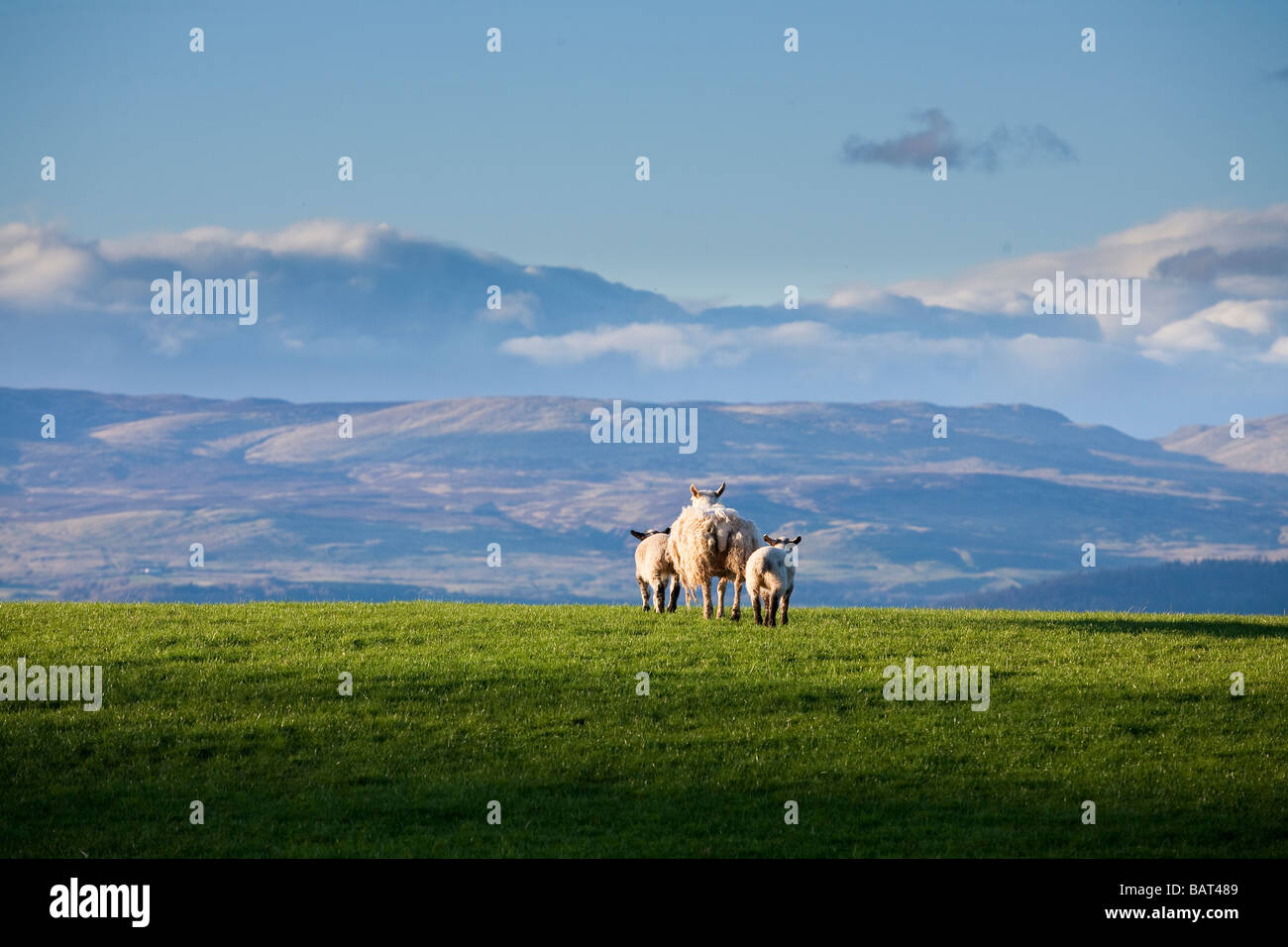 EWE und ihre zwei Lämmer im Frühjahr, Auchterarder, Schottland Stockfoto