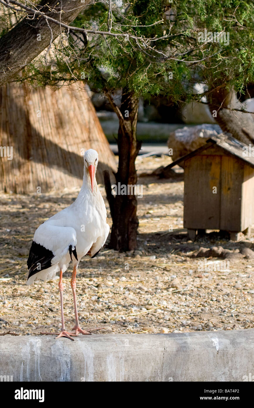 einzelnen Storch in einem Zoo-Umgebung Stockfoto