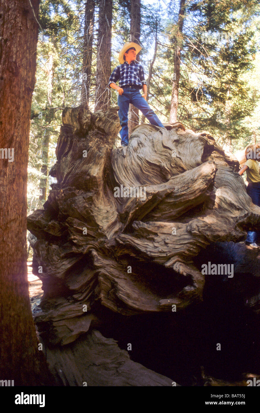 Junge Sequoia Redwood Baum gefallenen Aufstieg hohe Gefahr Nervenkitzel begeistern riesig großen Wald Wurzel nach unten Stockfoto