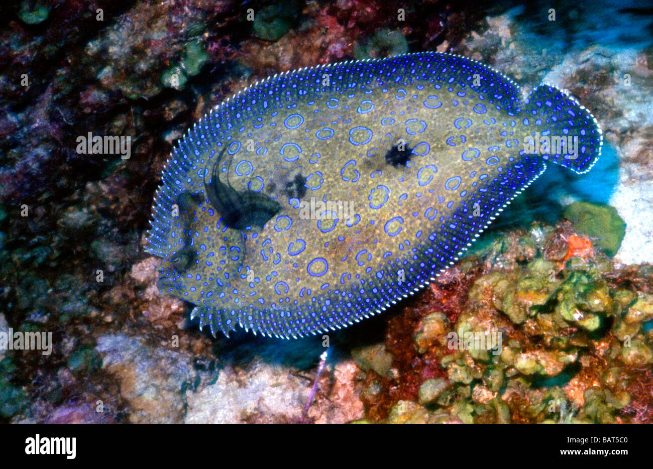 Peacocok Butt gleitet über eine bunte flache karibische Korallenriff Stockfoto