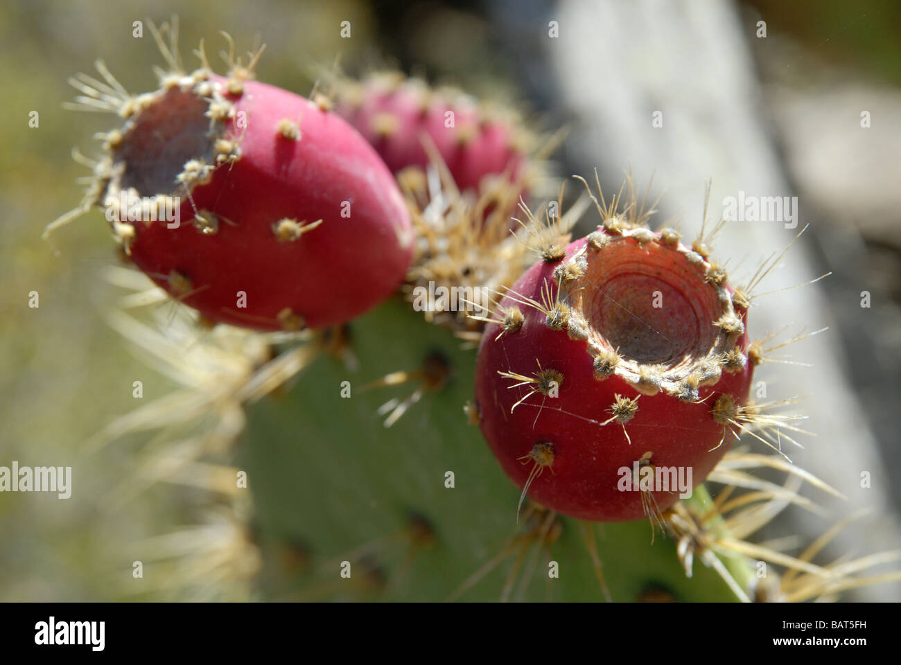 Chaparral stachelige Birnenfrucht Stockfoto