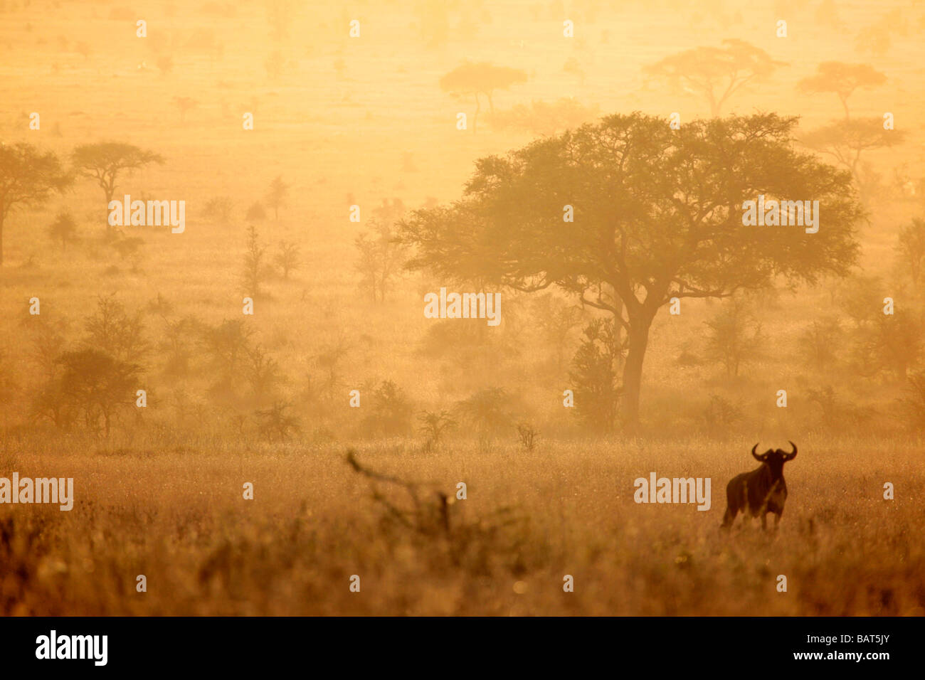 Gnus beim Sonnenuntergang auf der Serengeti Plains während der jährlichen Migration in Richtung der Masai Mara Stockfoto