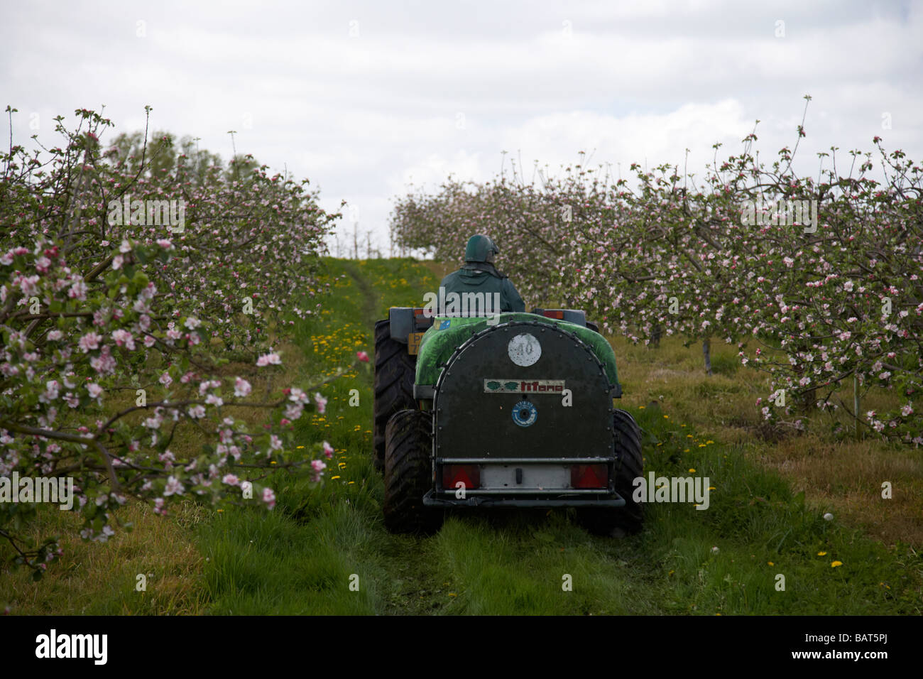 Landwirt Spritzen Apfelbäume mit Pestizid während Apfelblüten in Bramley  Apfelplantage in County Armagh Nordirland Vereinigtes Königreich  Stockfotografie - Alamy