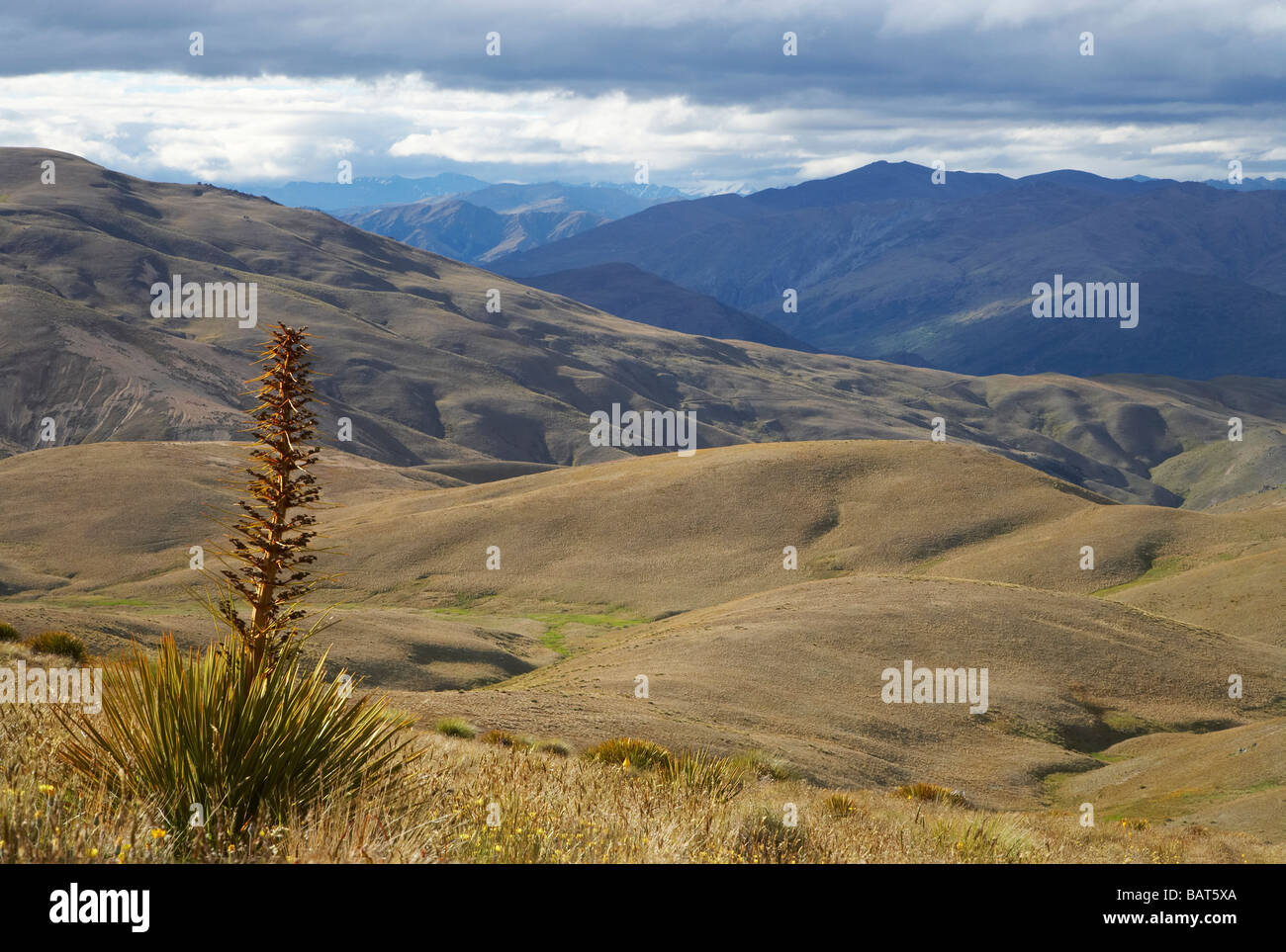 Speargrass oder Golden Spanier Blume Aciphylla Aurea Carrick Bereich Central Otago Neuseeland Südinsel Stockfoto