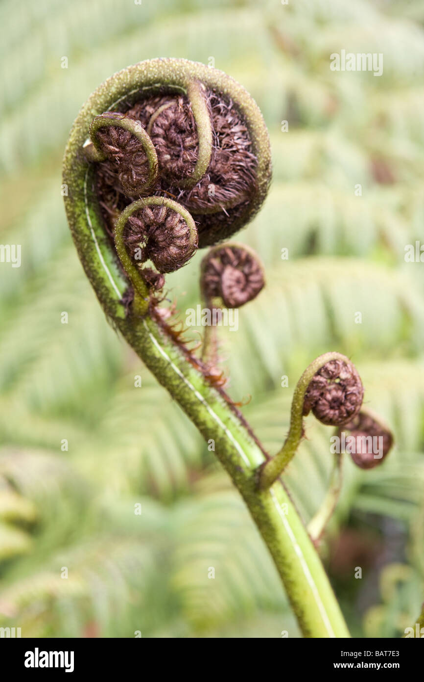 Silberne Farn Süd-Insel Neuseeland Stockfoto