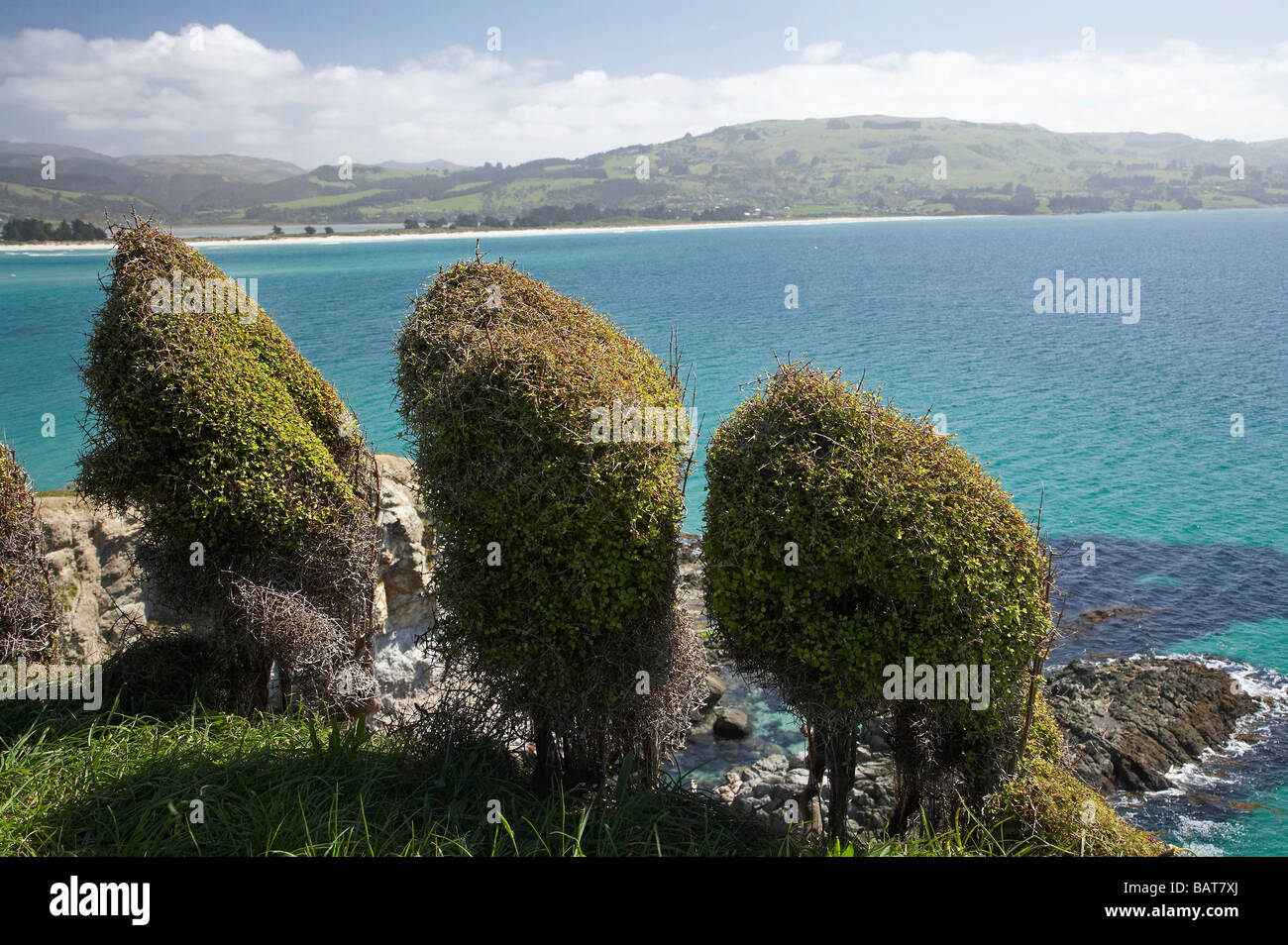 Vom Wind verwehten Büsche und Aussicht vom Mapoutahi Historic Site Maori Pa nördlich von Dunedin Südinsel Neuseeland Stockfoto