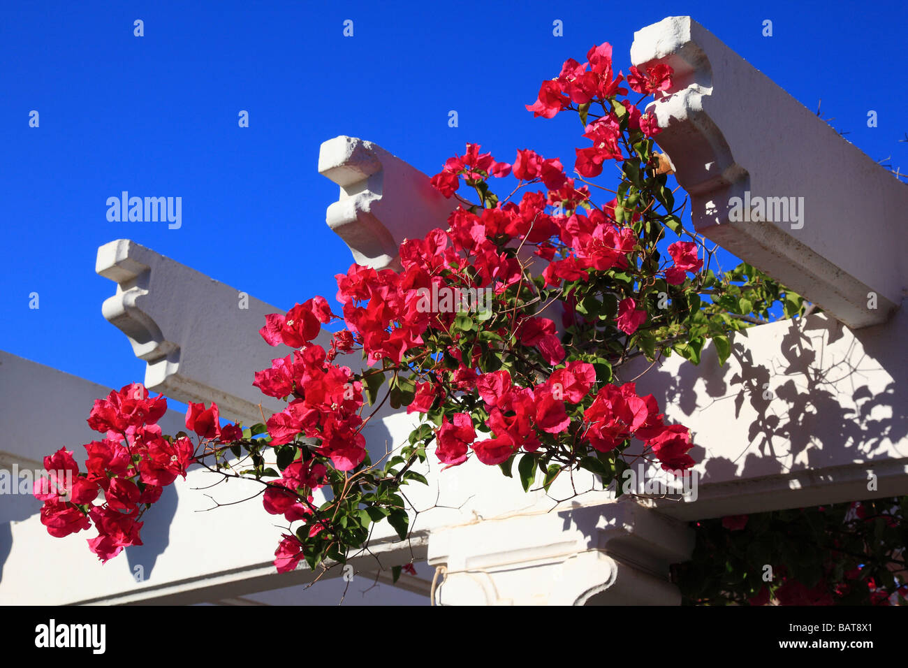 Rosa Bougainvillea auf dem weißen Bogen Puerto de Mogan Gran Canaria Spanien Europa Stockfoto