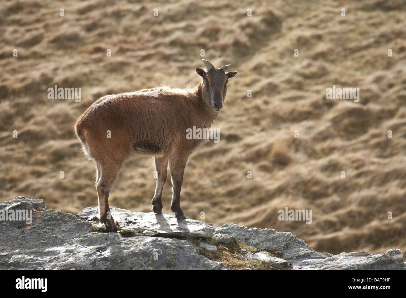 Tahr Hemitragus Jemlahicus Deer Park Heights Queenstown Neuseeland Südinsel Stockfoto