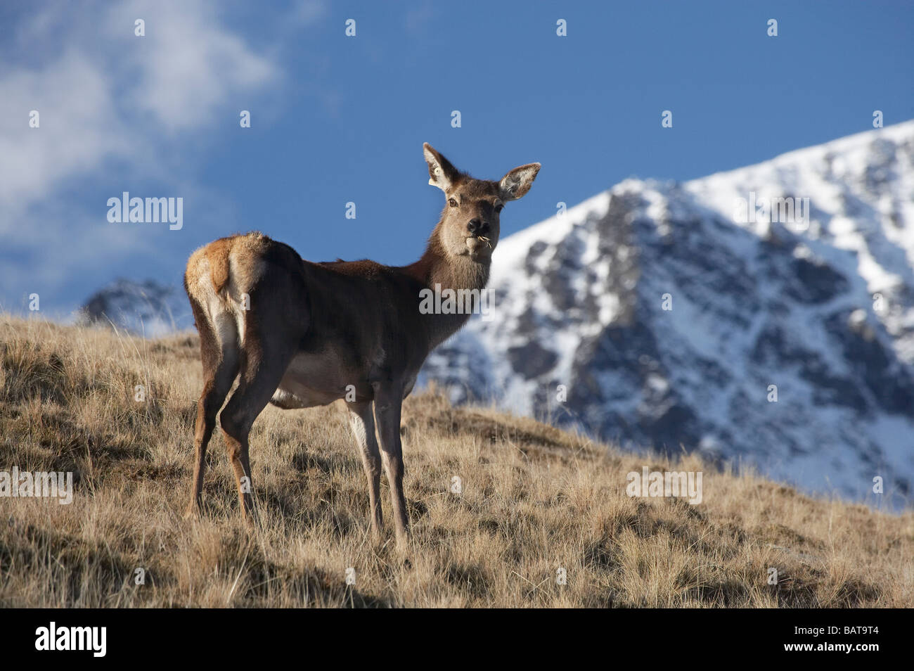 Rothirsch Cervus Elaphus und The Remarkables Deer Park Heights Queenstown Neuseeland Südinsel Stockfoto