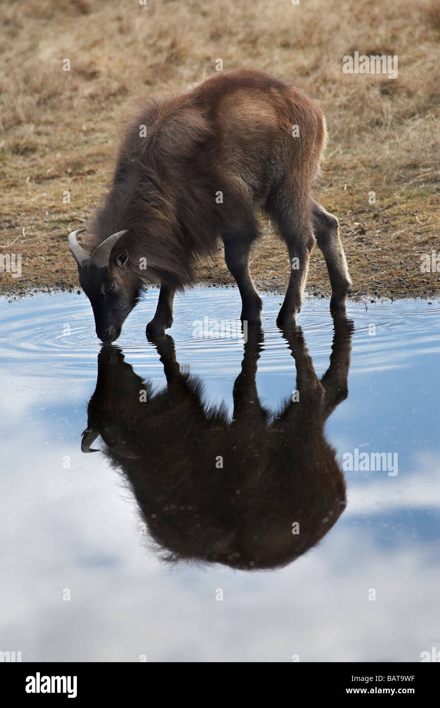 Tahr Hemitragus Jemlahicus Deer Park Heights Queenstown Neuseeland Südinsel Stockfoto