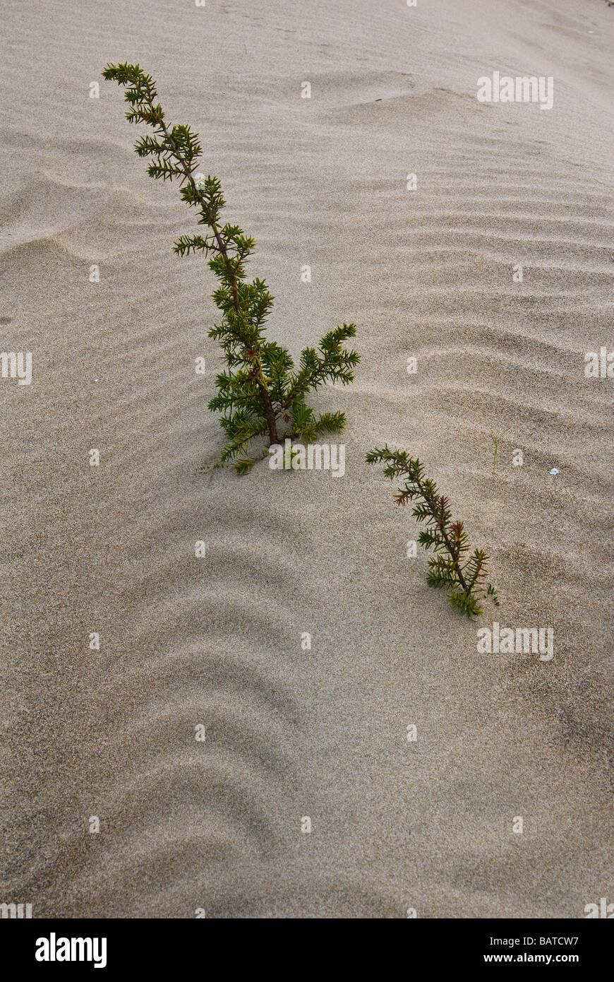Juniperus oxycedrus macrocarpa Fotos und Bildmaterial in hoher