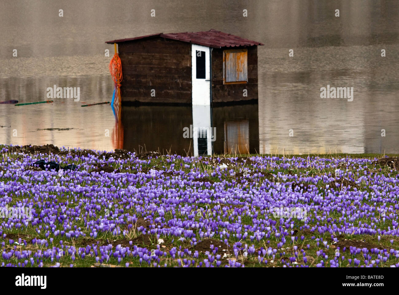 Crocus Albiflorus am Plateau von Campitello Matese in Italien Stockfoto