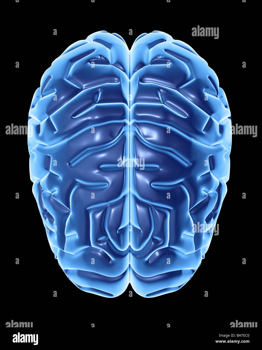 Menschliche Gehirn, Computer-Grafik. Unten ist die Vorderseite des Gehirns. Stockfoto