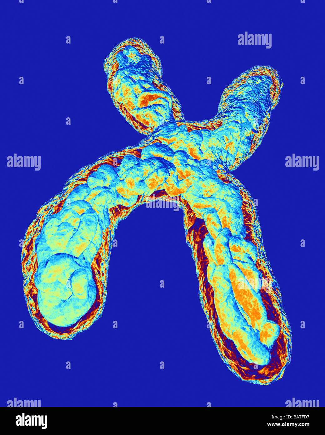 Chromosom, Computer-Grafik. Chromosomen bestehen aus Desoxyribonukleinsäure (DNA) Coiledaround Proteine Stockfoto