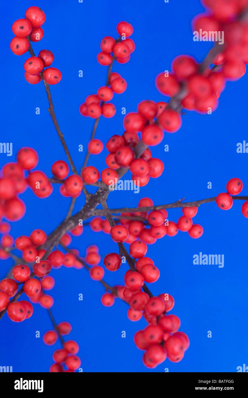 Winterberry Früchte (Ilex Verticillata). Stockfoto