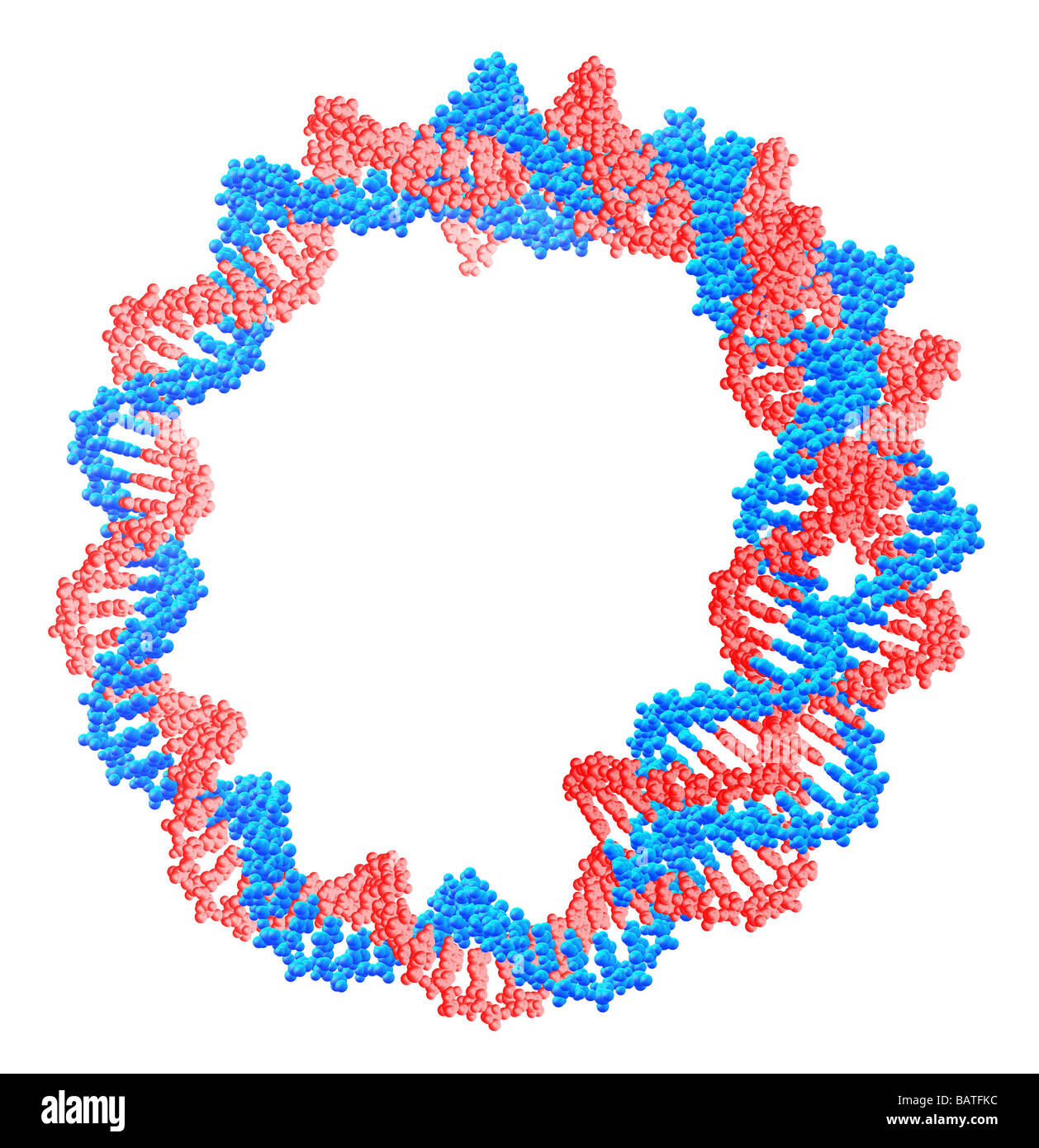 Kreisförmige DNA (Desoxyribonukleinsäure) Molekül, Computer-Grafik. Kreisförmige DNA hat keine enden, sondern besteht aus einer Ringstruktur. Stockfoto