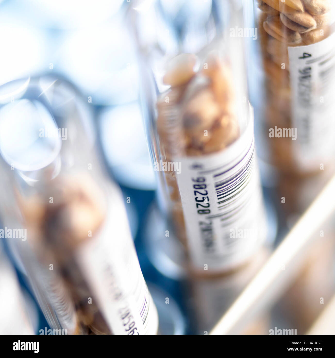 Lebensmittelforschung. Weizenkörner (Triticumsp.) im Reagenzglas, die mit Barcodes versehen sind. Weizen enthält Gluten. Stockfoto