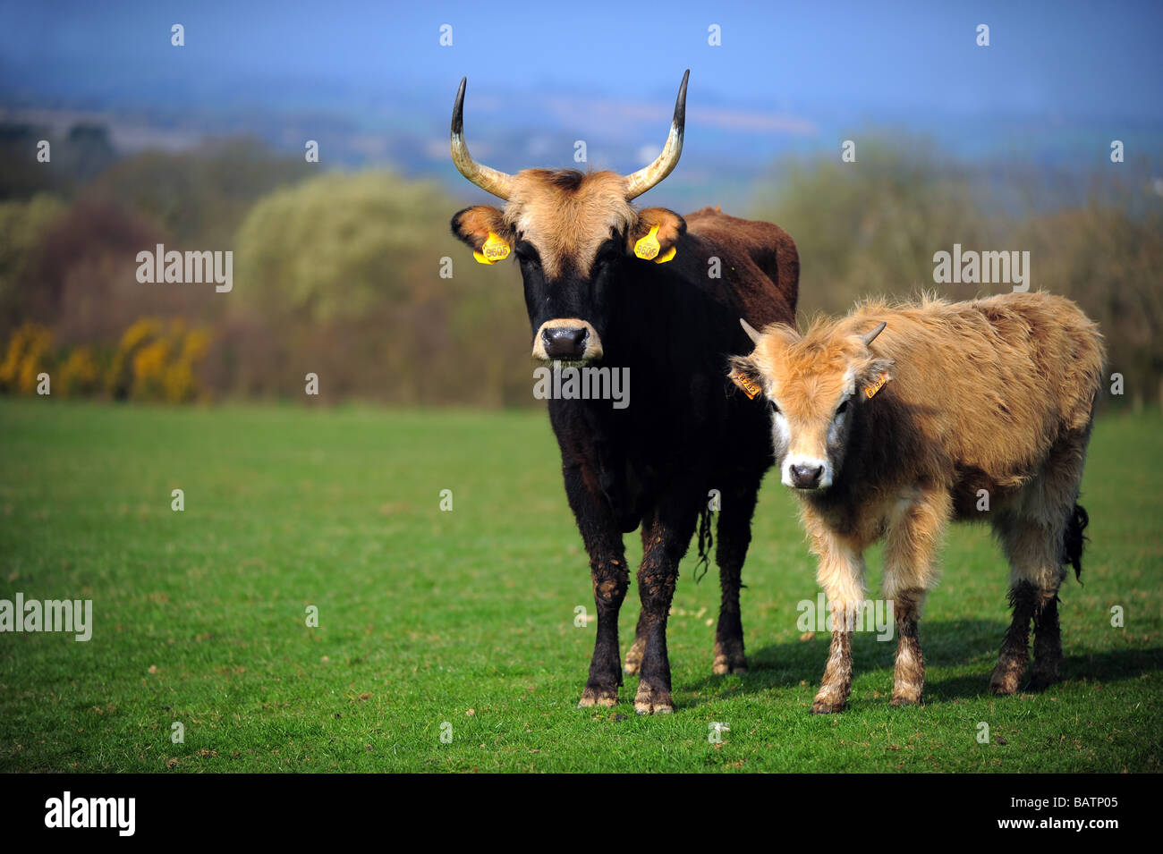 Heckrindern, abgebildet bei Upcott Grange Farm, in der Nähe von Lifton, Cornwall, von Derek Gow importiert. Stockfoto
