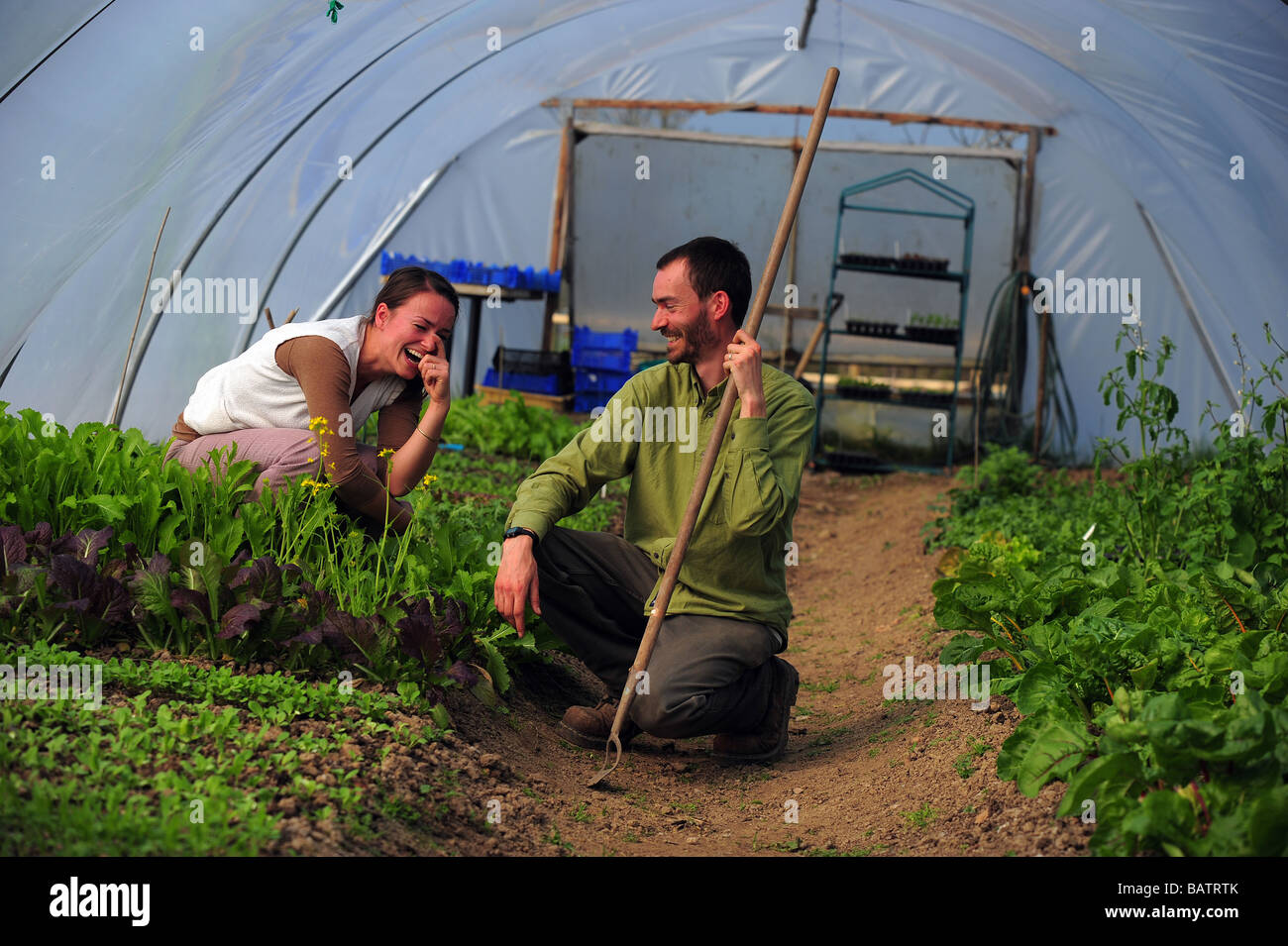ein Mann und eine Frau in einem Poly-Tunnel, Gartenarbeit wachsenden Salatblätter und Kräuter, in der Nähe von Glastonbury, Somerset. Stockfoto