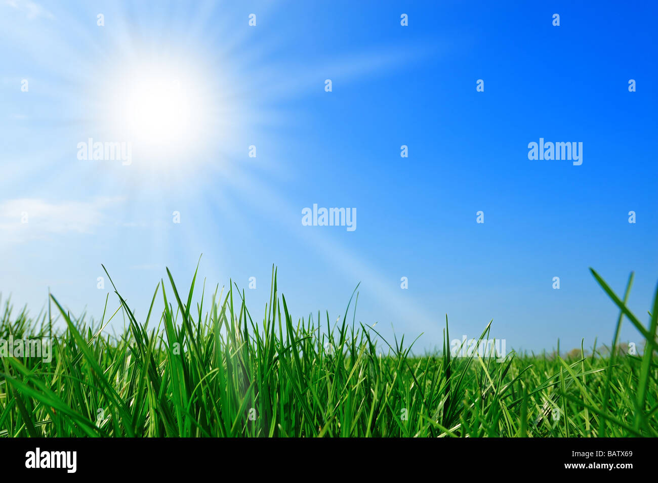 frischen grünen Rasen Sommer Hintergrund Stockfoto