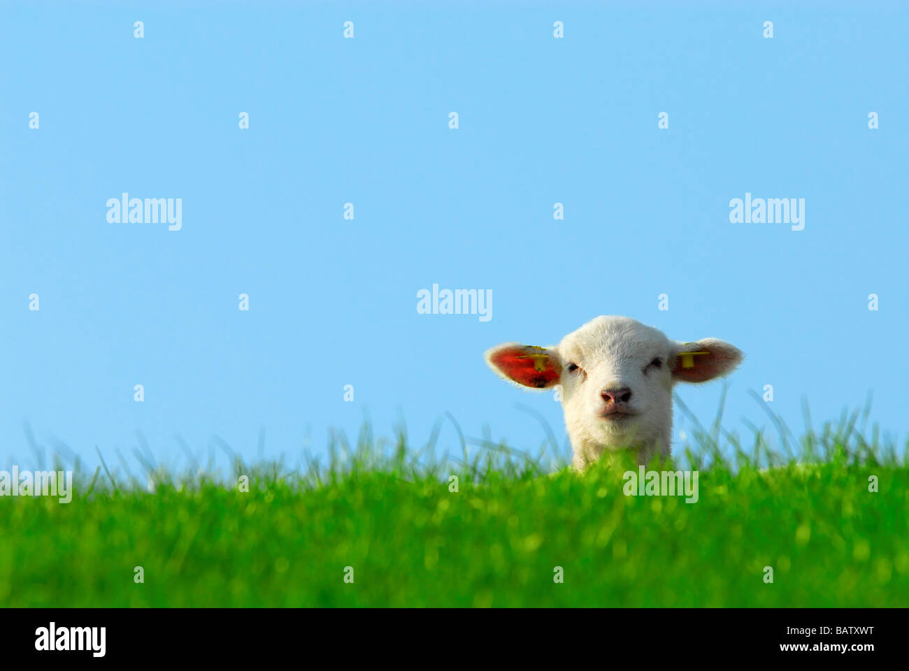 lustiges Bild von einem niedlichen Lamm im Frühjahr in Holland Niederlande Stockfoto