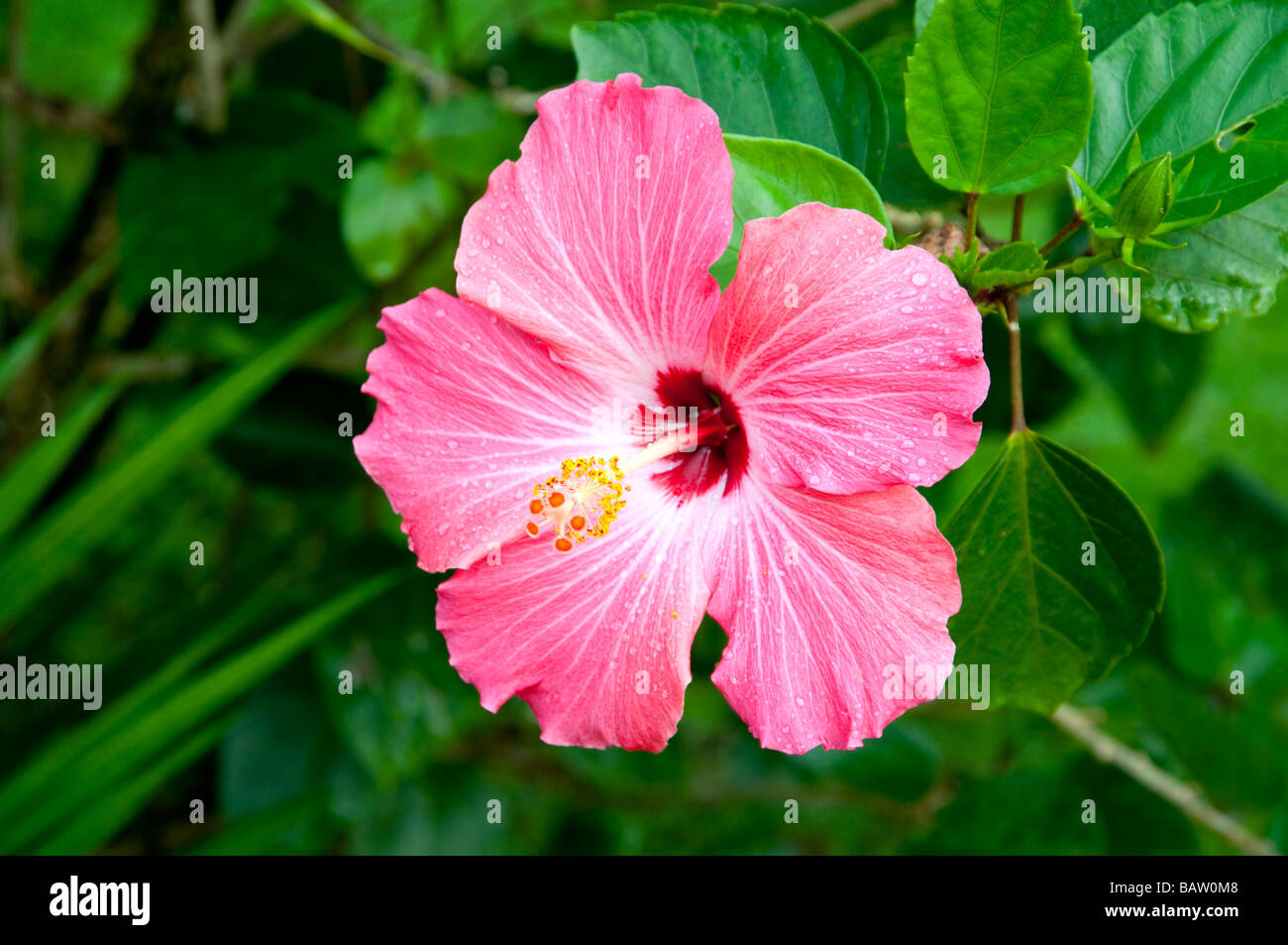 Nahaufnahme der Hibiskusblüte rosa in Costa Rica Mittelamerika Stockfoto