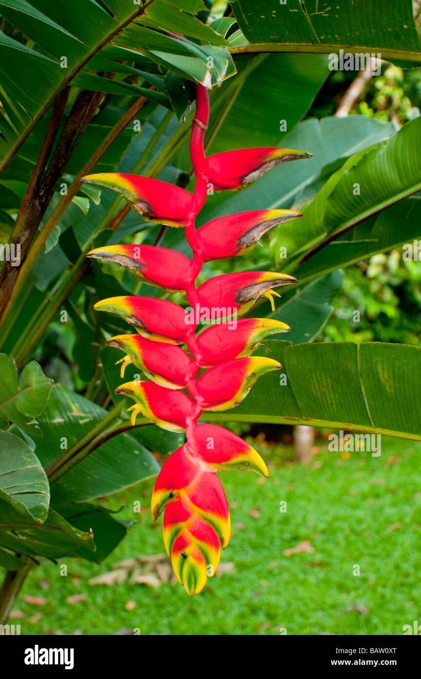 Nahaufnahme von roten Heliconia Blumen in Costa Rica Mittelamerika Stockfoto