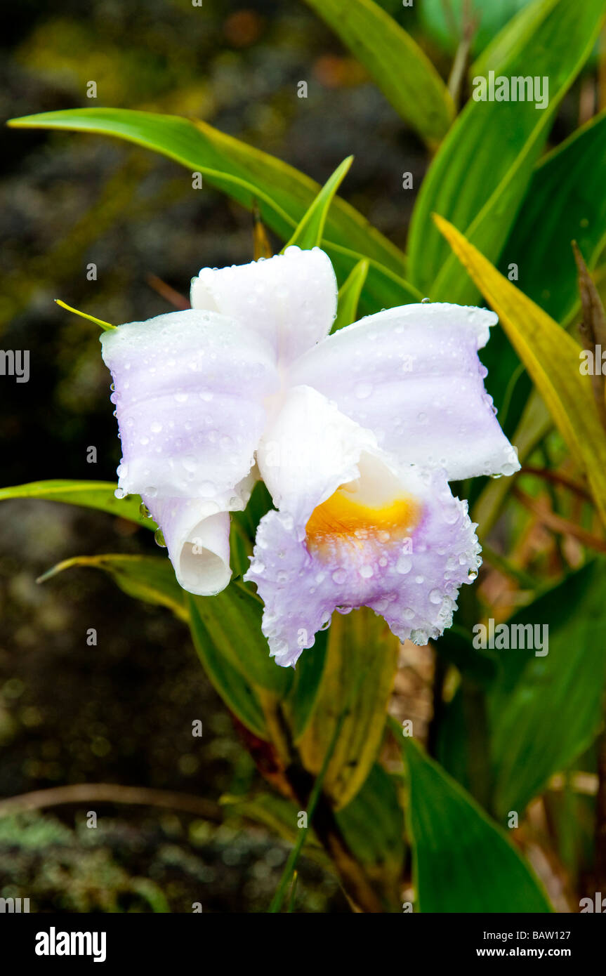 Eine leichte lila wilde Orchidee blüht an den Hängen des Vulkans Arenal in Costa Rica Mittelamerika Stockfoto