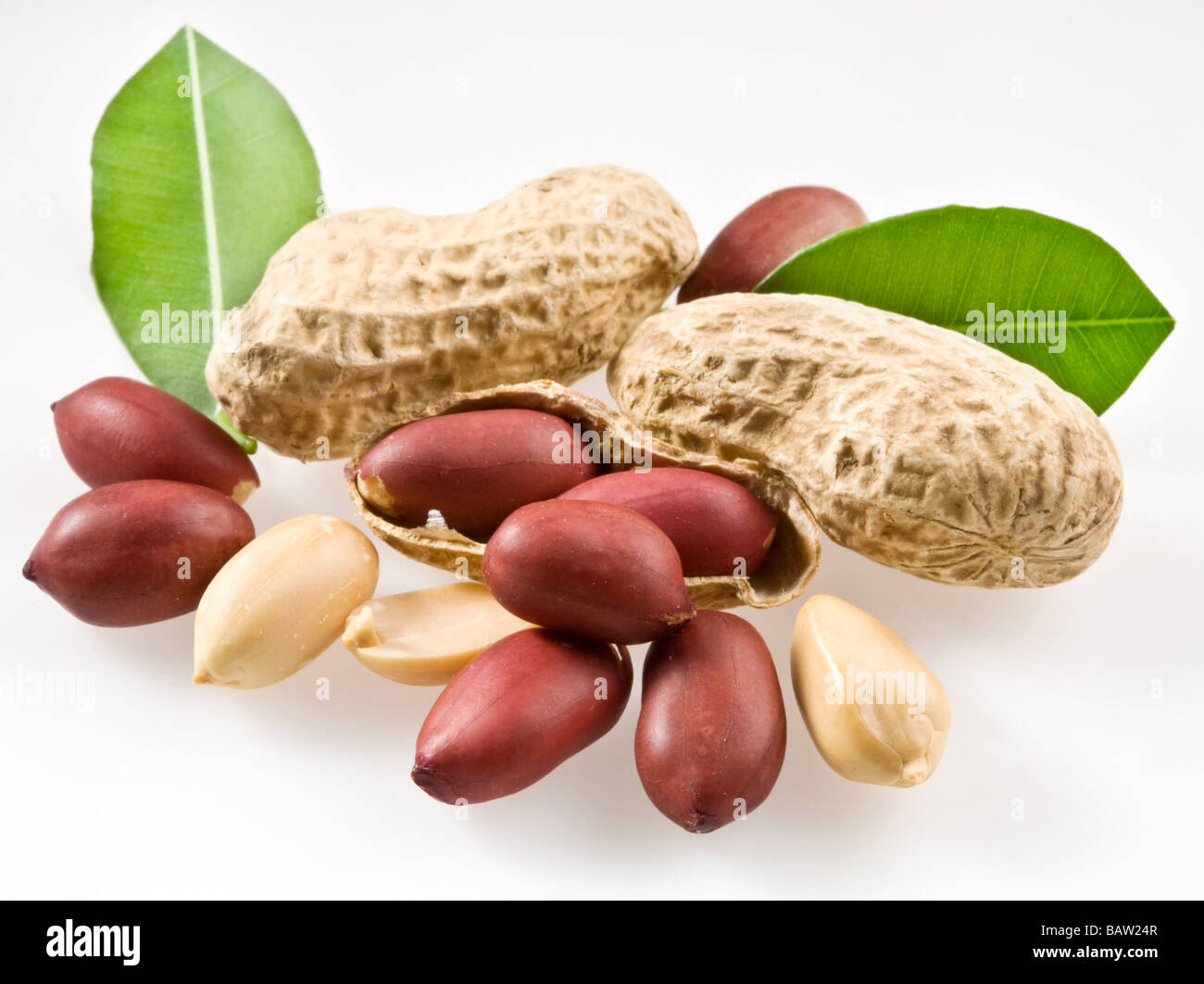 Erdnuss mit Schoten und Blätter auf einem weißen Hintergrund Stockfoto