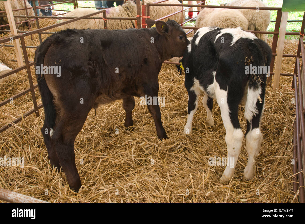 Zwei junge Kälber, man ein Rind-Kalb, das andere ein Holstein Molkerei Kalb. In Stift zum Vergleich zusammen gelegt. Stockfoto