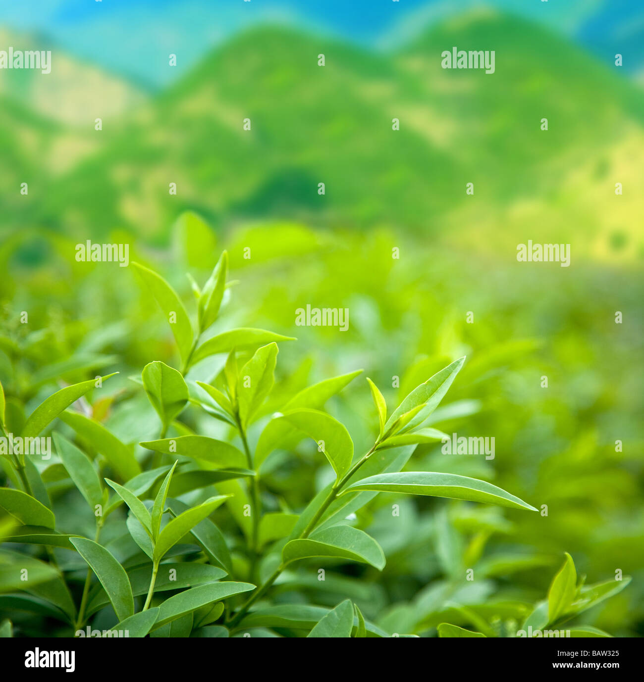 Bush von grünem Tee Stockfoto