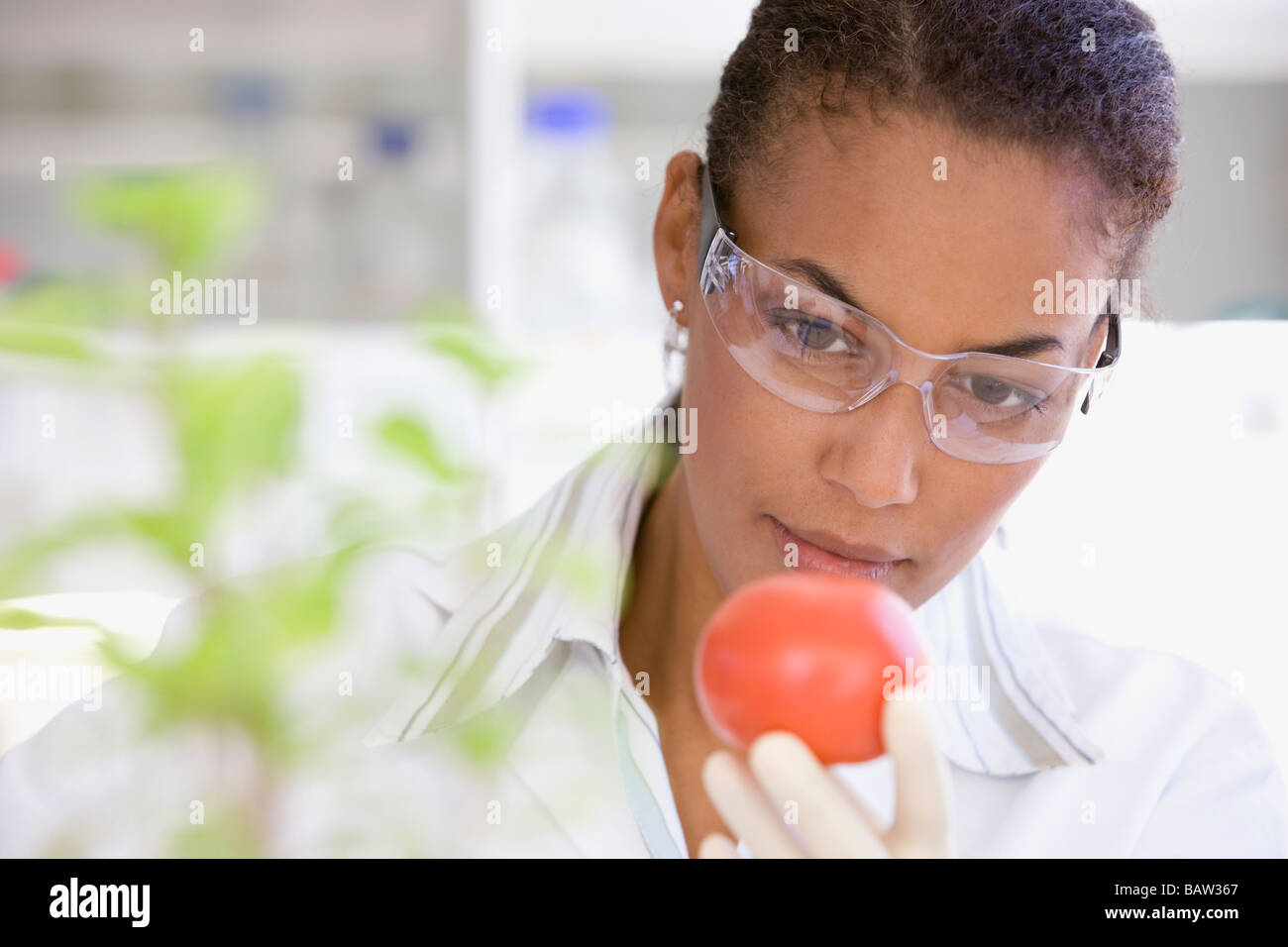 Afrikanische Wissenschaftler Analyse im Labor auf Tomaten Stockfoto