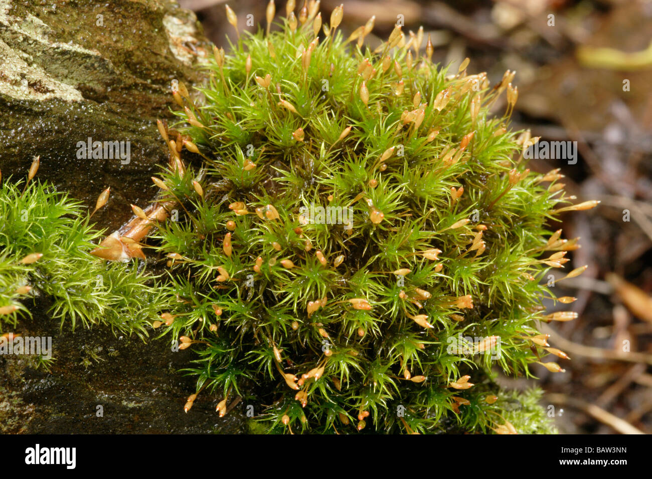 Lange shanked Nadelkissen Moos Ptychomitrium Polyphyllum mit Kapseln auf Granit Moorland UK Stockfoto