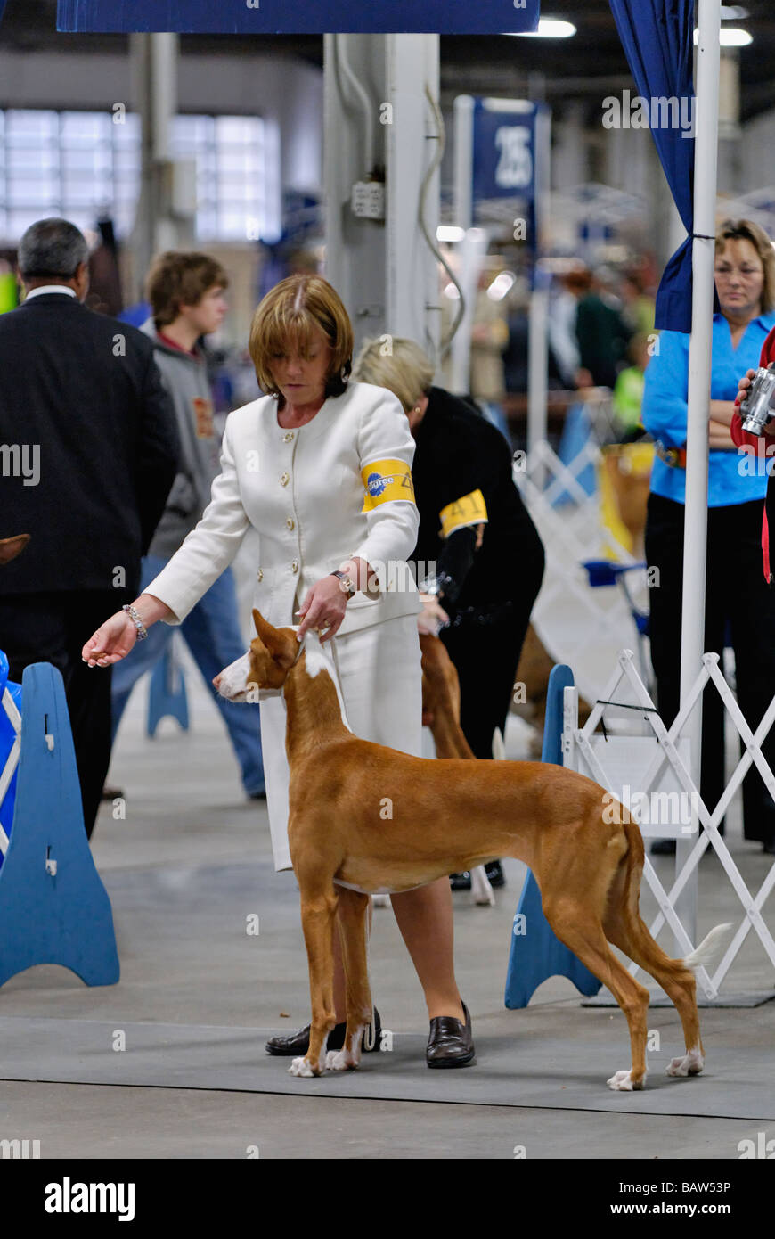 Ibizenkische Jagdhund im Show Ring auf der Hundeausstellung der Louisville in Louisville Kentucky angezeigt wird Stockfoto