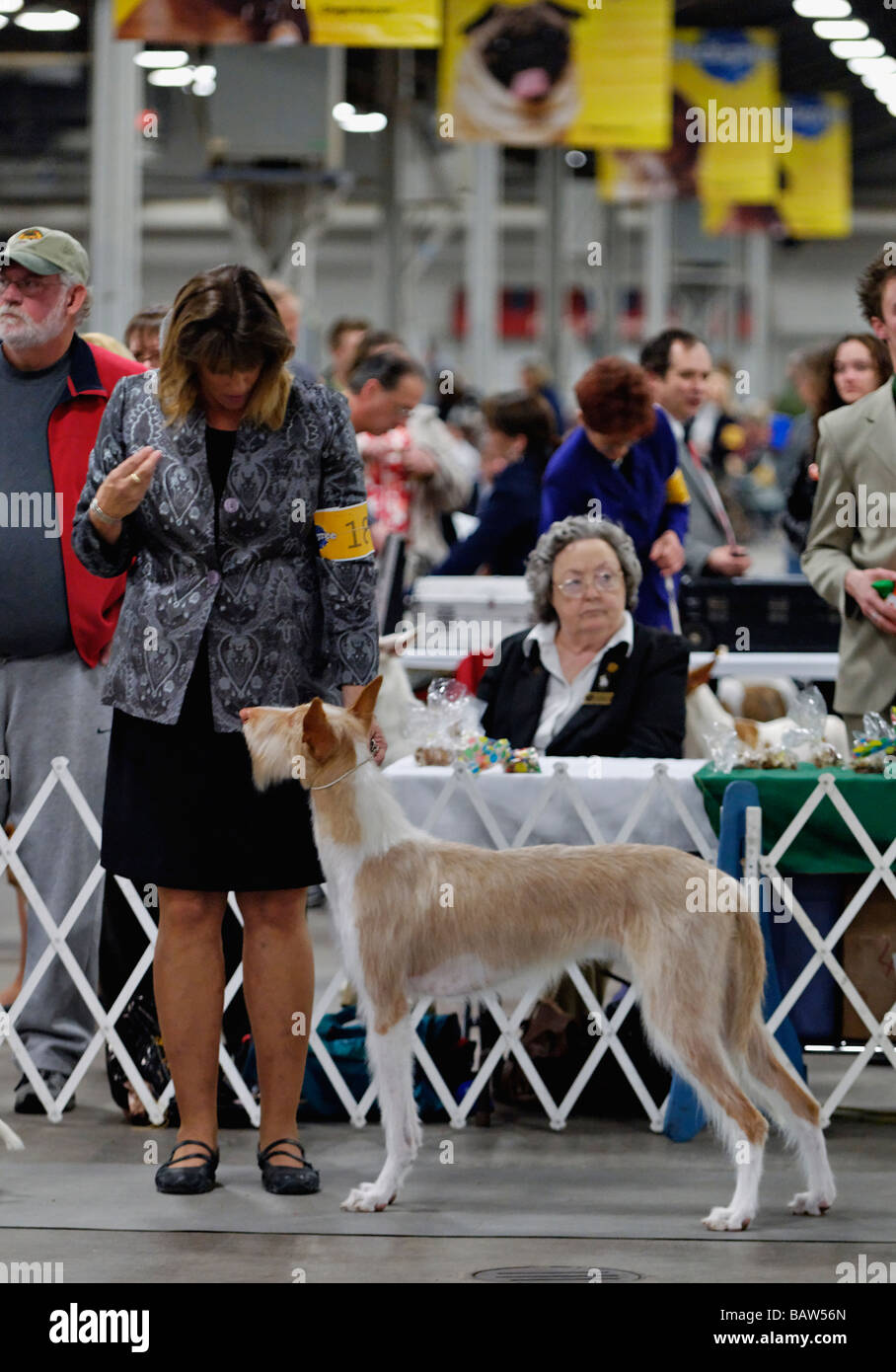 Ibizenkische Jagdhund im Show Ring auf der Hundeausstellung der Louisville in Louisville Kentucky angezeigt wird Stockfoto