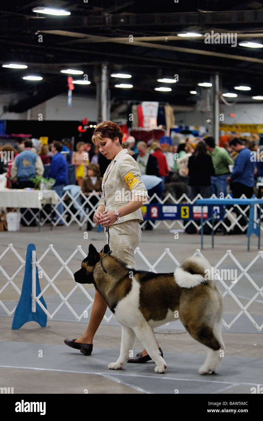 Akita im Show Ring auf der Hundeausstellung der Louisville in Louisville Kentucky angezeigt wird Stockfoto