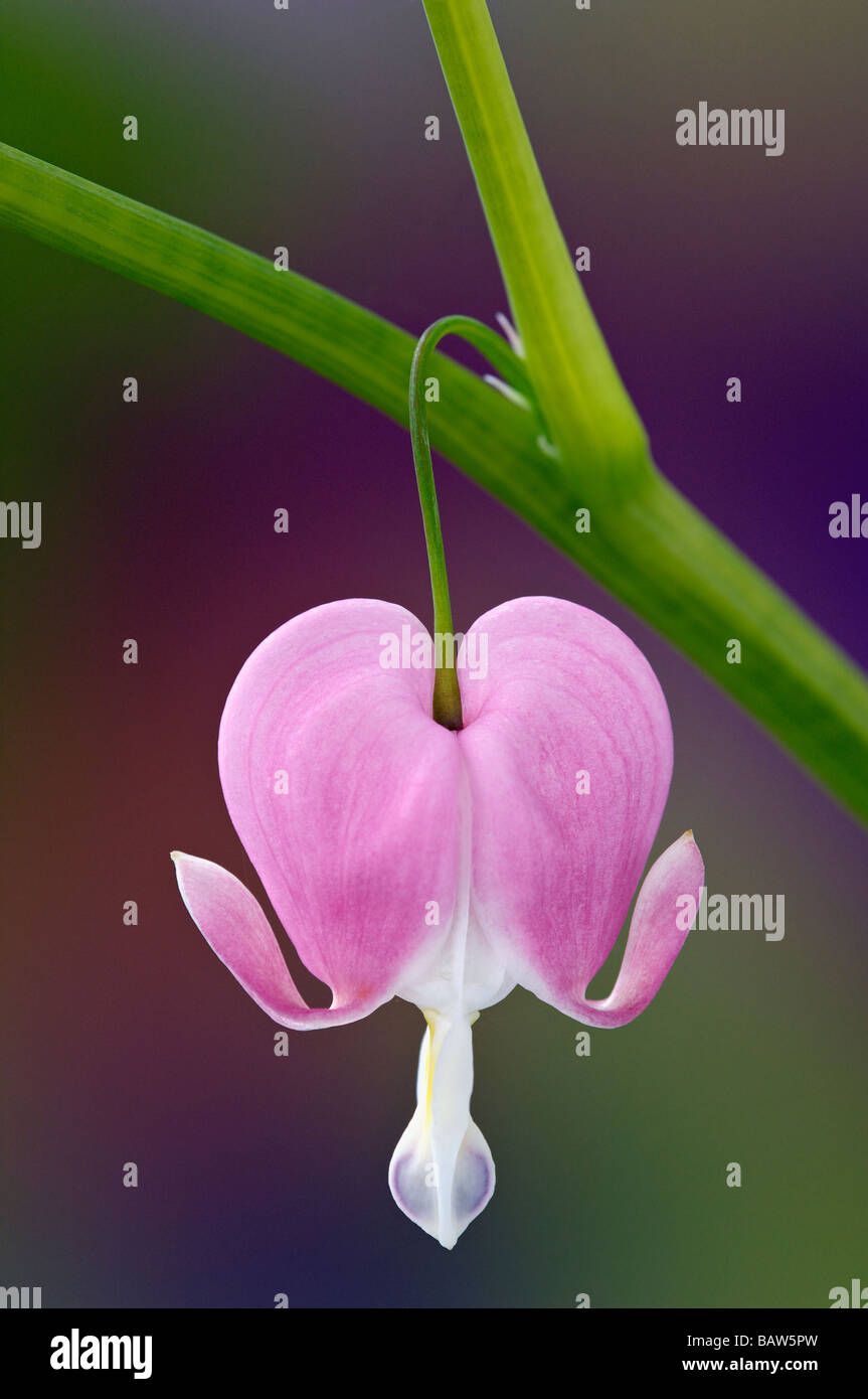 Herzblume-Blüte Stockfoto