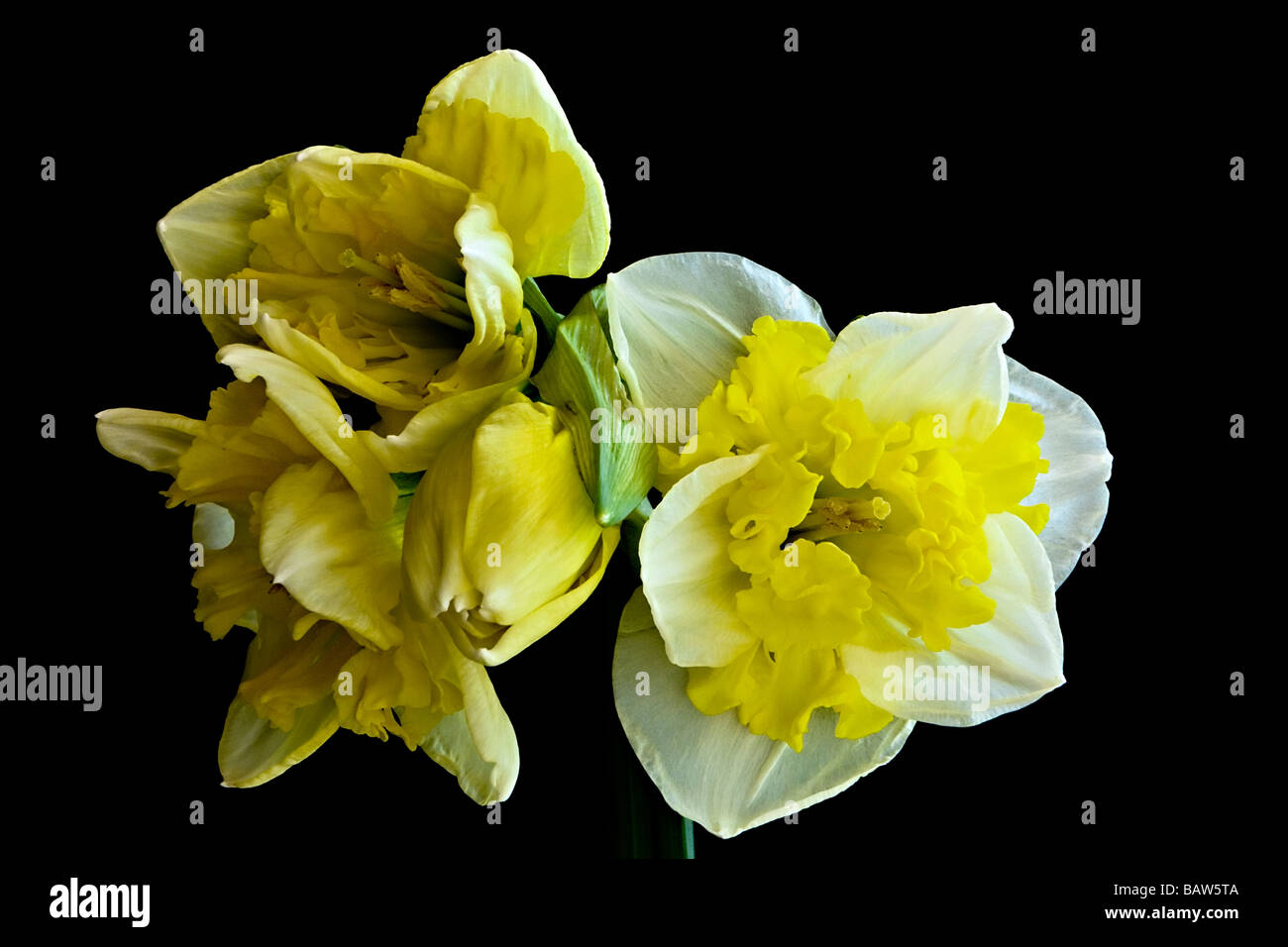 Gelbe und weiße Jonquil Blumen auf schwarzem Hintergrund Stockfoto