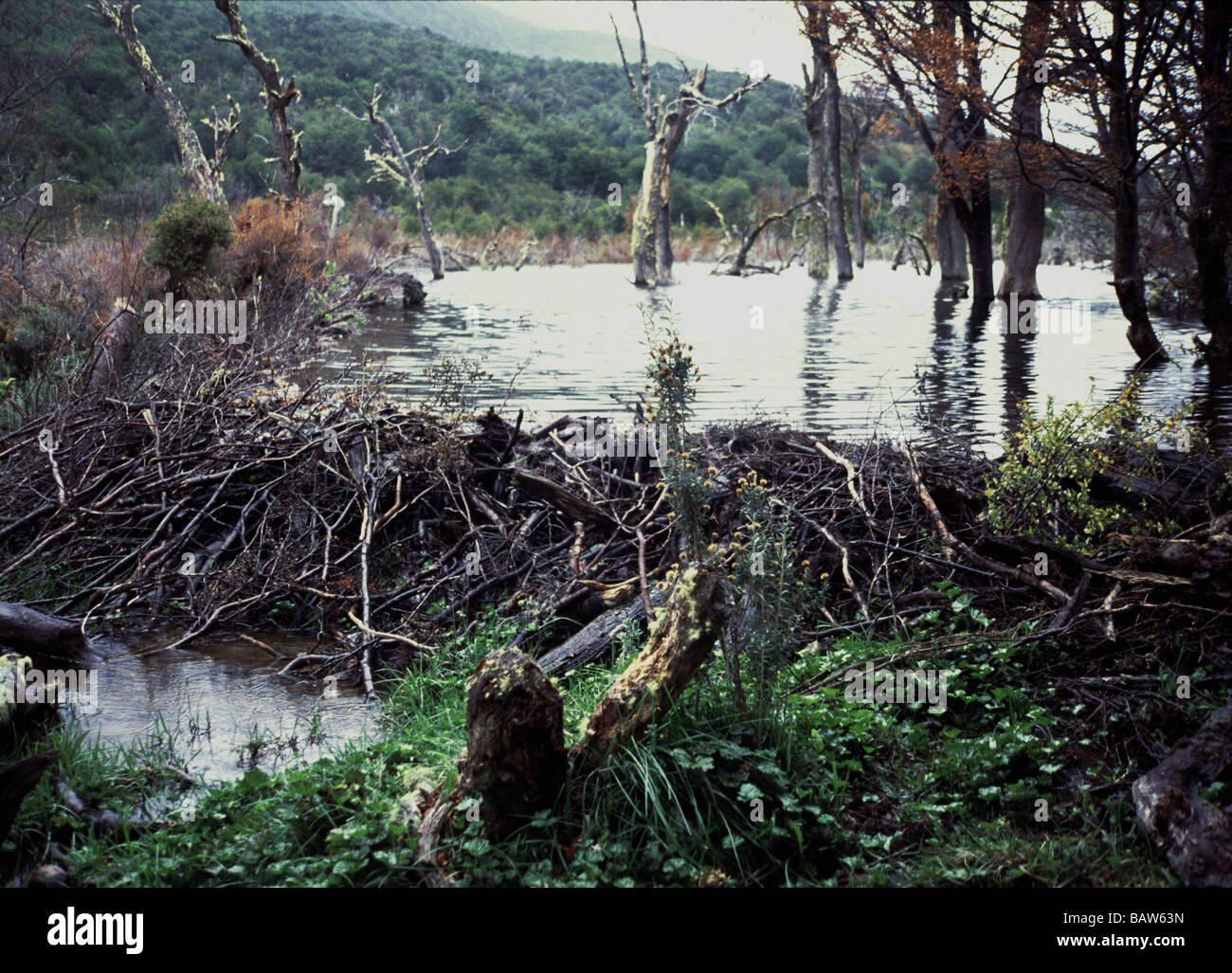 Säugetiere; kanadische Biber; 'Castor canadensis"; "Bin durch die eingeführten Tiere in Tierra del Fuego gebaut. Argentinien. Stockfoto
