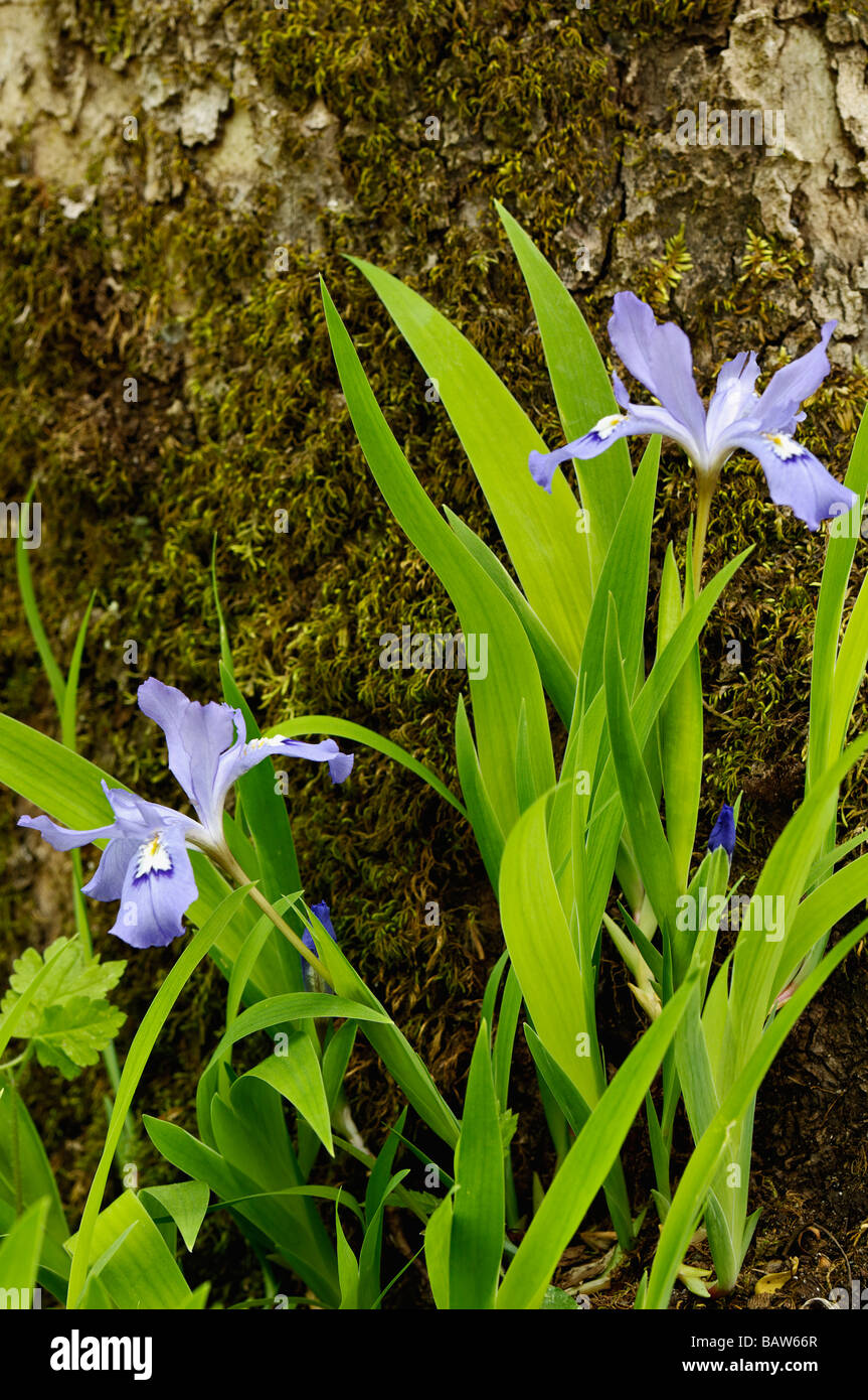 Crested Zwergiris im Greenbrier Gebiet des Great Smoky Mountains Nationalpark Tennessee Stockfoto