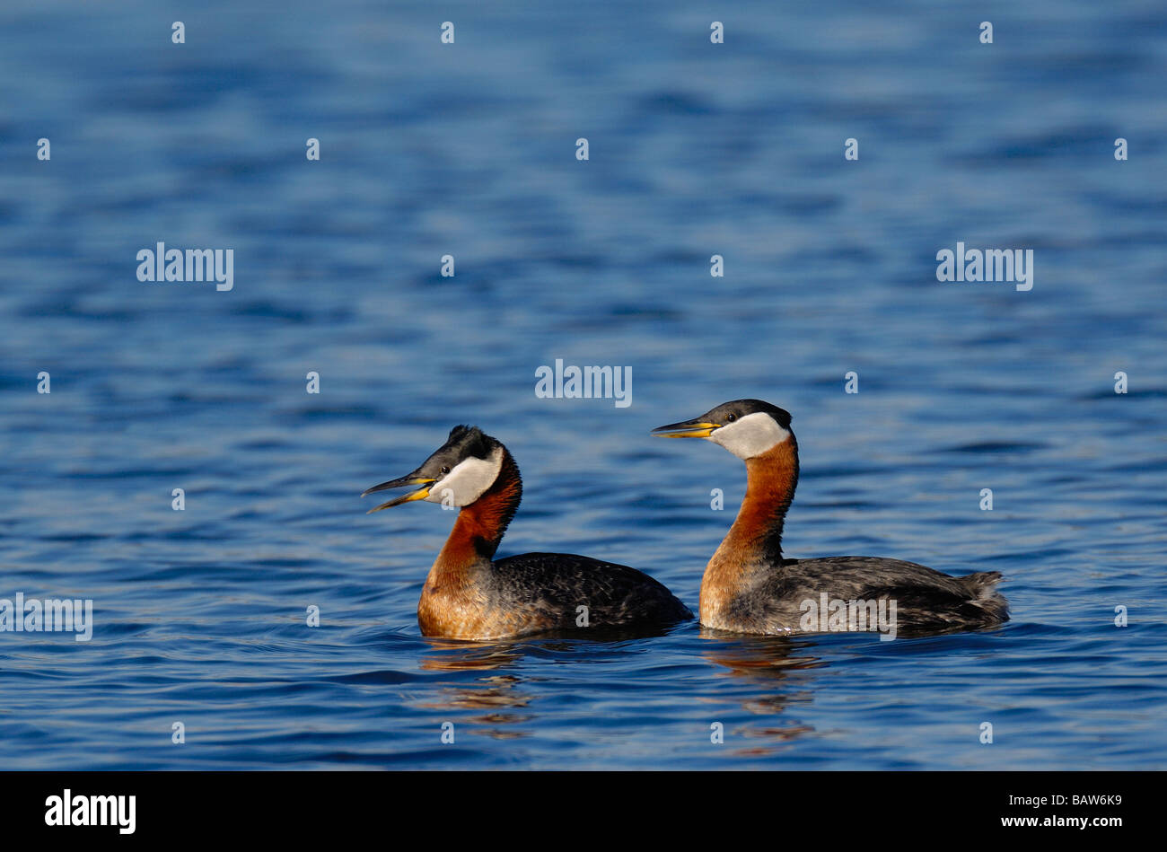 Red-necked Grebe 09364 Stockfoto